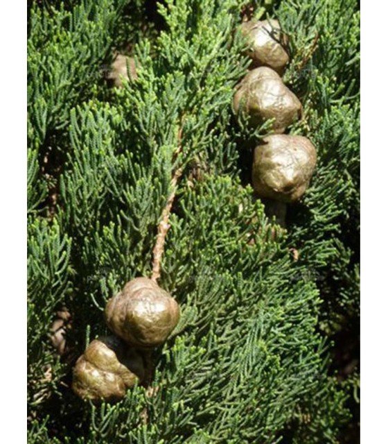 Κυπαρίσι ξύλο -  Curpressus Sempervirens