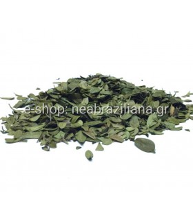 Αρκτοστάφυλο