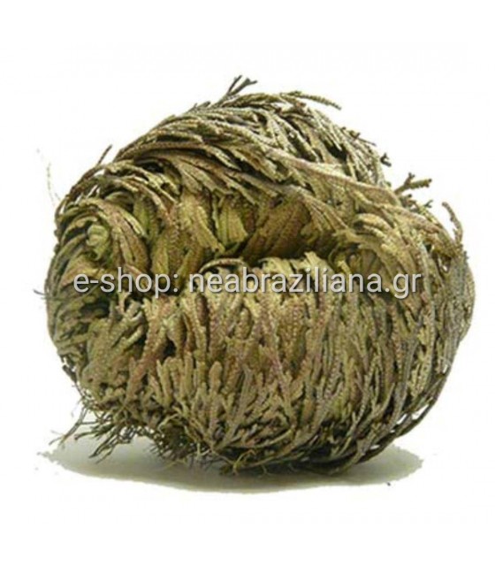 Ρόδο Ιεριχούς  - Anastatica hierochuntica