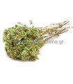 Ρίγανη (Origanum Vulgare)