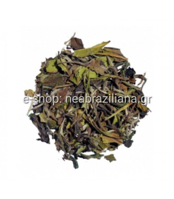 Άσπρο Τσάι- camellia sinensis