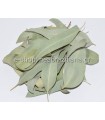 Ο Ευκάλυπτος ή Eucalyptus globulus