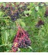 Ζαμπούκος ή σαμπούκος (Sambucus nigra)