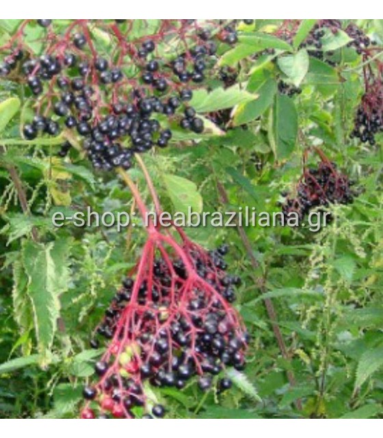 Ζαμπούκος ή σαμπούκος (Sambucus nigra)