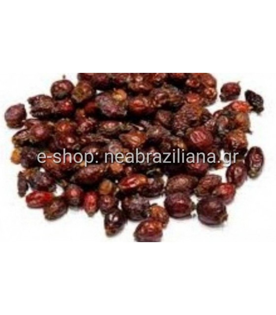 Το κυνόροδο (Rosa canina)