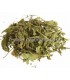 Μέντα - mentha piperita