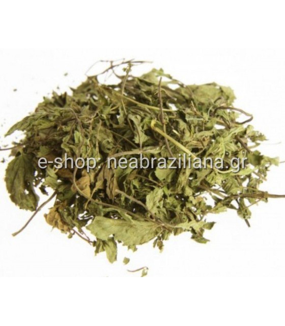 Μέντα - mentha piperita
