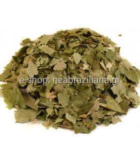 Σημύδα -  Betula rendula