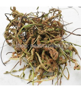 Σκορπίδι CETERACH officinarum D.C.