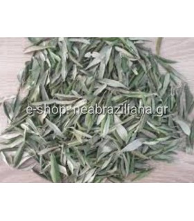 Φύλλα Ελιάς