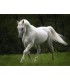 Ουίσκι  White Horse