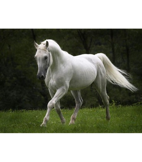 Ουίσκι  White Horse